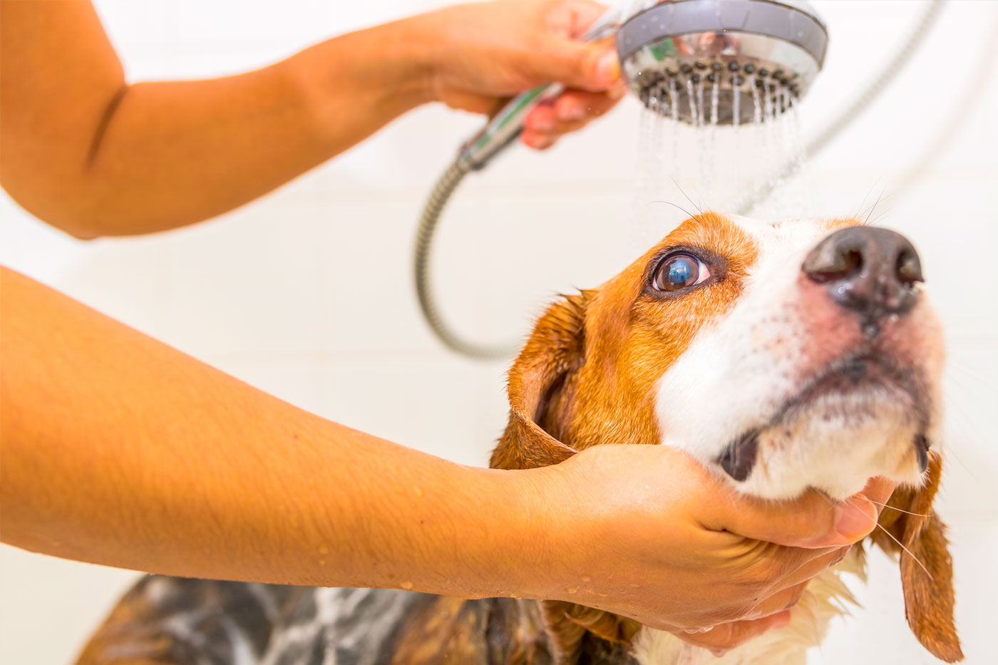 Doggie Wash Station.